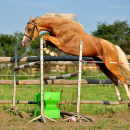 Stanówka IZABELOWATY malowany ogier 153cm wzrostu (gr E)