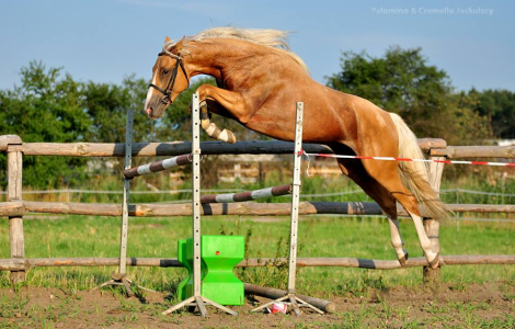 Stanówka IZABELOWATY malowany ogier 153cm wzrostu (gr E)