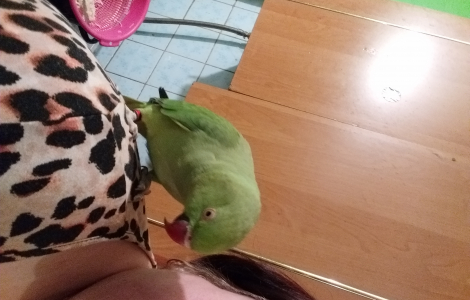 Papuga Aleksandretta obrożna ręcznie karmiona