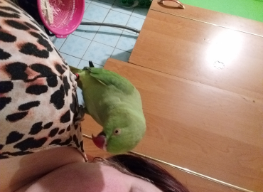 Papuga Aleksandretta obrożna ręcznie karmiona