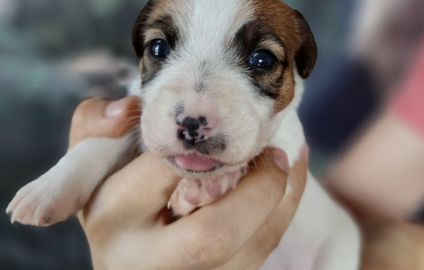 Szczenięta Jack Russell Terrier ZKwP, ZAKIRA FCI