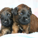 Owczarek Francuski BRIARD