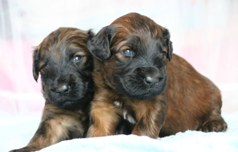 Owczarek Francuski BRIARD