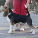 Beagle 5 miesieczny chlopak  na show i do rodzinnego domu