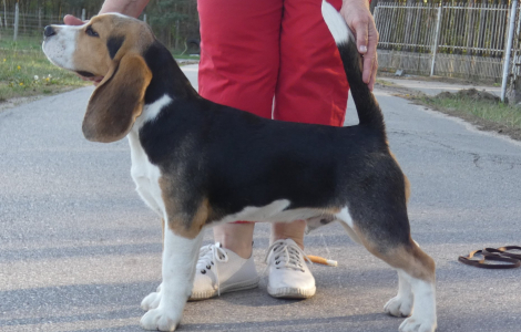 Beagle 5 miesieczny chlopak  na show i do rodzinnego domu