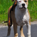 Amstaff – szczeniaki – FCI/ZKwP