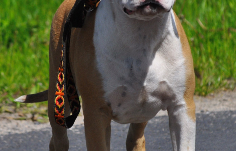 Amstaff – szczeniaki – FCI/ZKwP