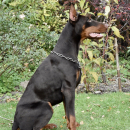 Doberman młoda suczka (dobermann) !!!