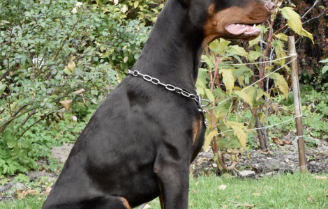 Doberman młoda suczka (dobermann) !!!