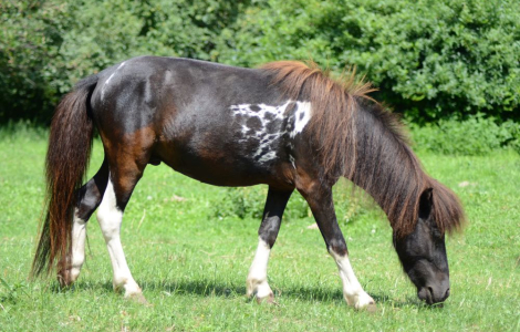 Ogier 100% FALABELLA !!! Najmniejszy koń świata !!!