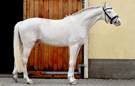 Stanówka ogier ZOLTAR maść cremello, rasa sp, 81pkt 170cm