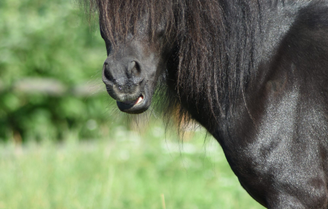 Ogier 100% FALABELLA !!! Najmniejszy koń świata !!!