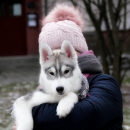 Siberian Husky piękne pieski z rodowodem ZKwP (FCI)