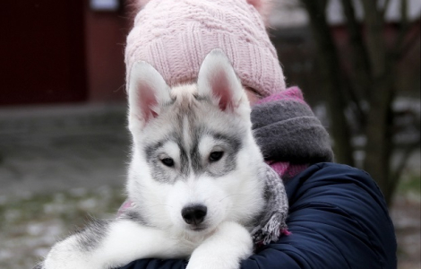 Siberian Husky piękne pieski z rodowodem ZKwP (FCI)