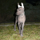 Nagi Pies Meksykański, xoloitzcuintli standard, xolo, pies Azteków, po championach