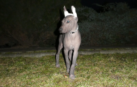 Nagi Pies Meksykański, xoloitzcuintli standard, xolo, pies Azteków, po championach