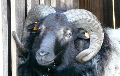 Owce baranki tryczki wrzosówka lineburska