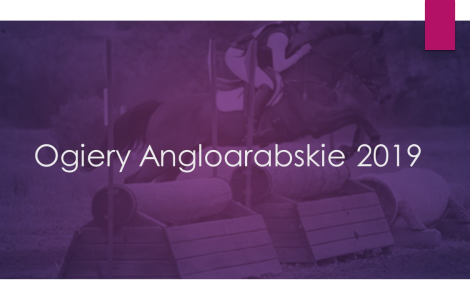 Ogiery Angloarabskie w sezonie 2019