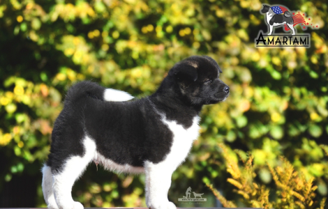 Akita amerykańska – dostępne pieski (Amartami.eu) ZKwP/FCI