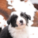 Border collie szczeniaki ZKwP