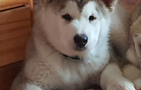 Alaskan Malamute Suczka